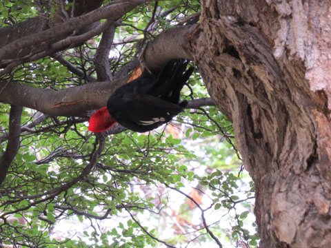 �}�[�����L�c�c�L, Campephilus magellanicus