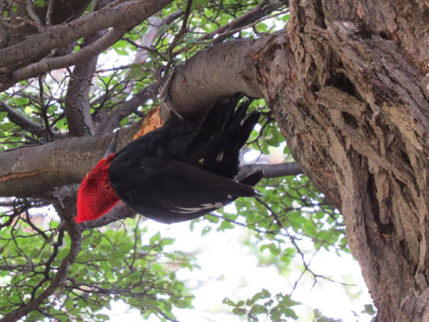 �}�[�����L�c�c�L, Campephilus magellanicus