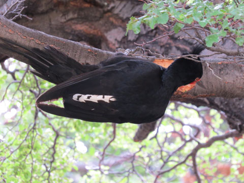 �}�[�����L�c�c�L, Campephilus magellanicus