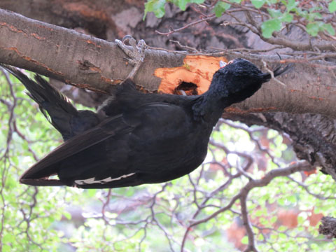 �}�[�����L�c�c�L, Campephilus magellanicus