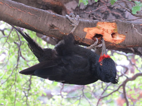 �}�[�����L�c�c�L, Campephilus magellanicus