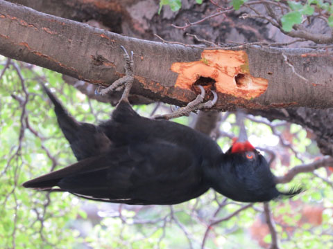 �}�[�����L�c�c�L, Campephilus magellanicus