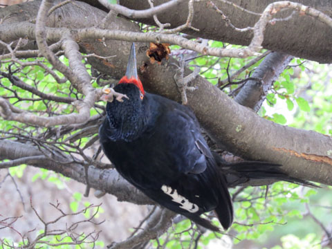 �}�[�����L�c�c�L, Campephilus magellanicus