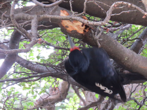 �}�[�����L�c�c�L, Campephilus magellanicus