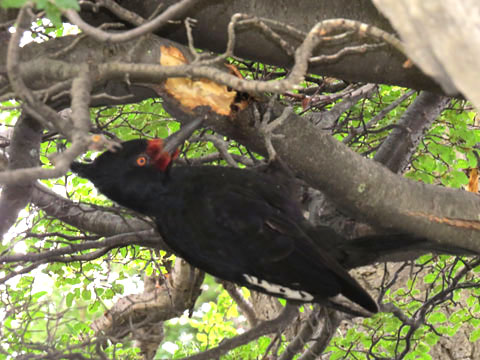 �}�[�����L�c�c�L, Campephilus magellanicus