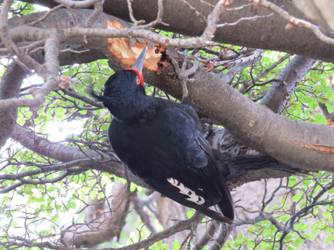 �}�[�����L�c�c�L, Campephilus magellanicus