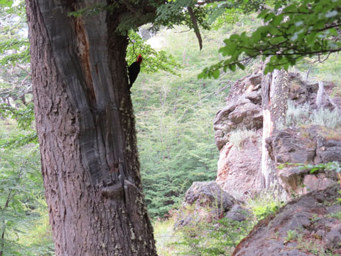 �}�[�����L�c�c�L, Campephilus magellanicus