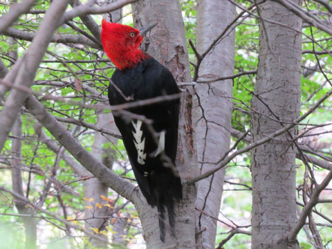 �}�[�����L�c�c�L, Campephilus magellanicus