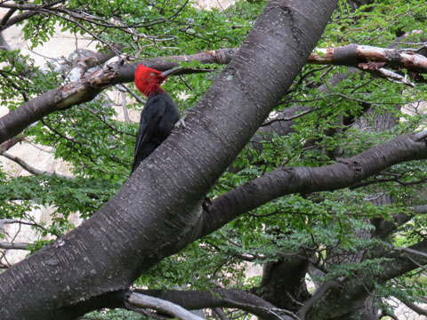 �}�[�����L�c�c�L, Campephilus magellanicus