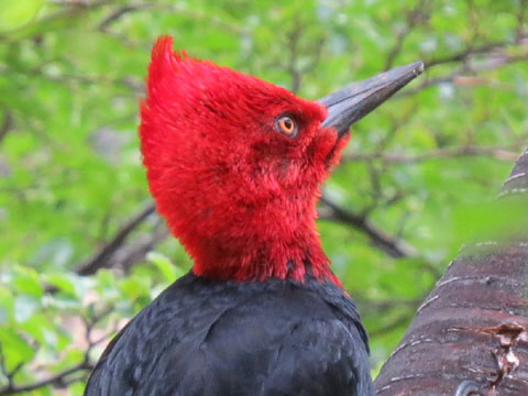 �}�[�����L�c�c�L, Campephilus magellanicus