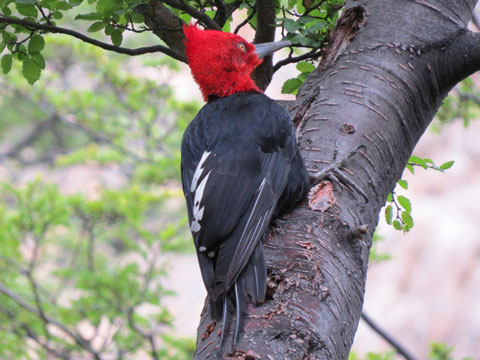 �}�[�����L�c�c�L, Campephilus magellanicus