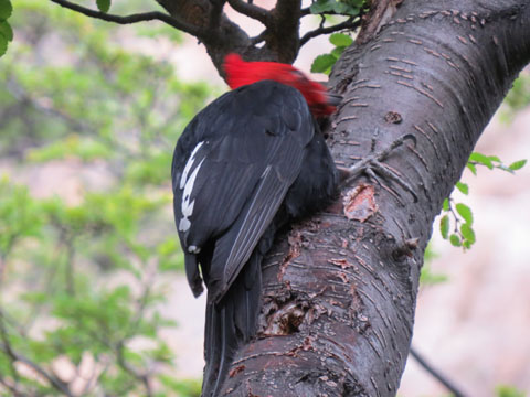 �}�[�����L�c�c�L, Campephilus magellanicus