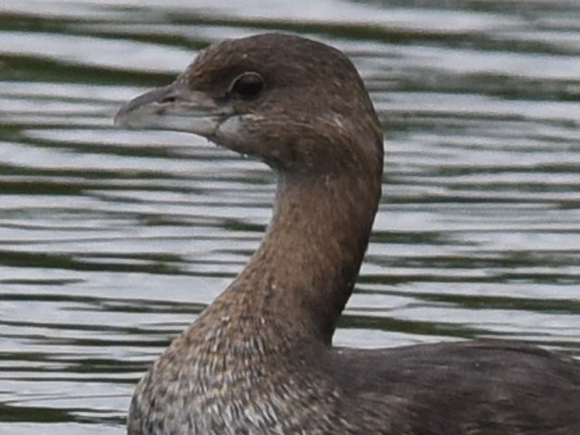 �I�r�n�V�J�C�c�u�� (Podilymbus podiceps)