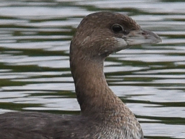 オビハシカイツブリ (Podilymbus podiceps)