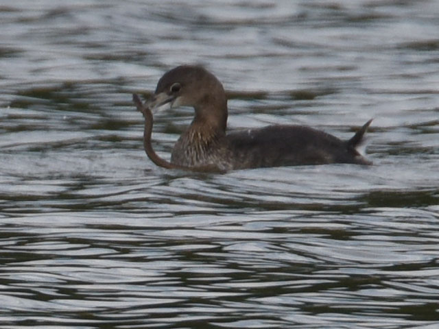 オビハシカイツブリ (Podilymbus podiceps)