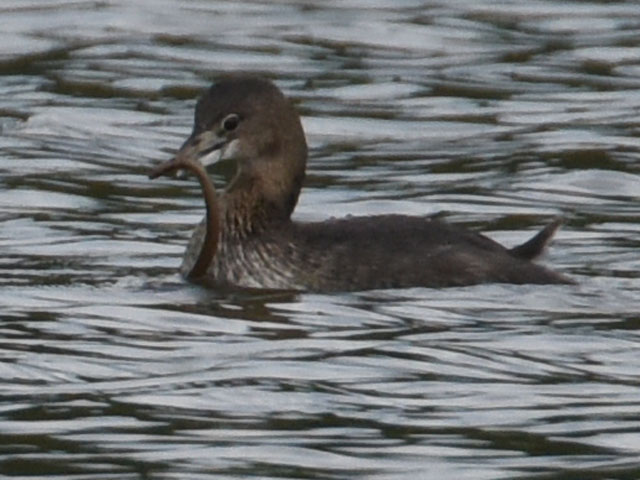 オビハシカイツブリ (Podilymbus podiceps)