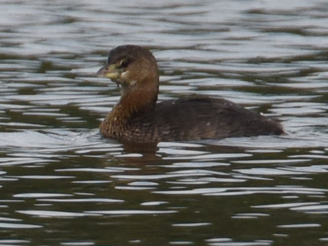 �I�r�n�V�J�C�c�u�� (Podilymbus podiceps)