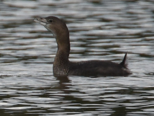 �I�r�n�V�J�C�c�u�� (Podilymbus podiceps)