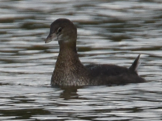 オビハシカイツブリ (Podilymbus podiceps)