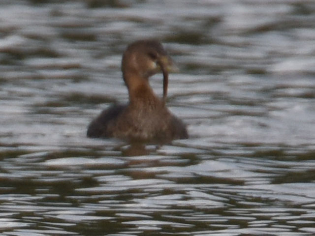 オビハシカイツブリ (Podilymbus podiceps)