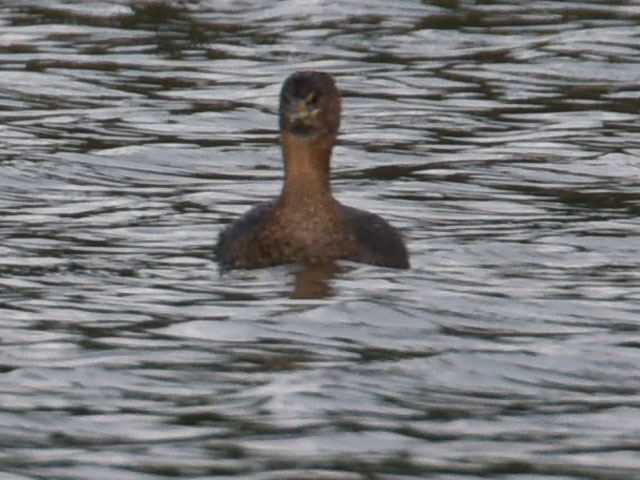 �I�r�n�V�J�C�c�u�� (Podilymbus podiceps)