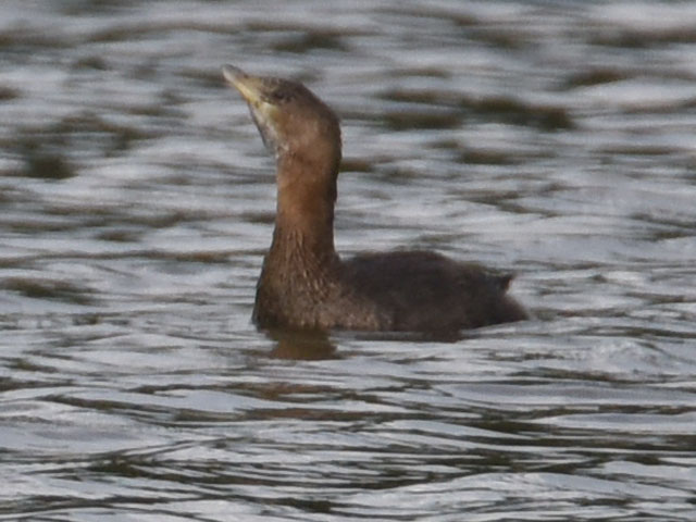 オビハシカイツブリ (Podilymbus podiceps)