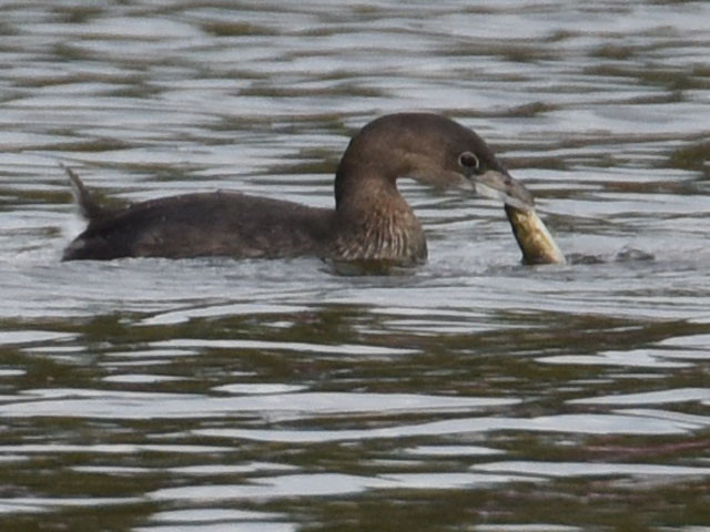 オビハシカイツブリ (Podilymbus podiceps)