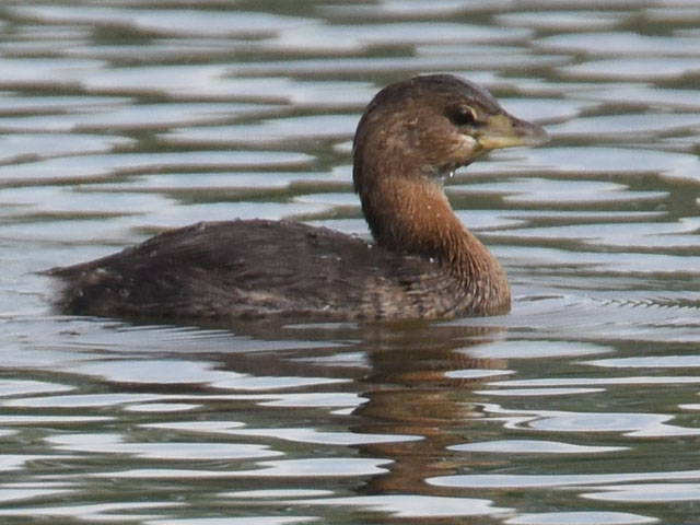 オビハシカイツブリ (Podilymbus podiceps)