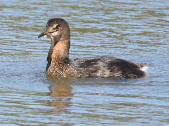 オビハシカイツブリ (Podilymbus podiceps)