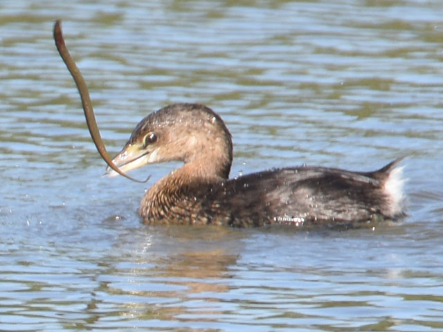 オビハシカイツブリ (Podilymbus podiceps)