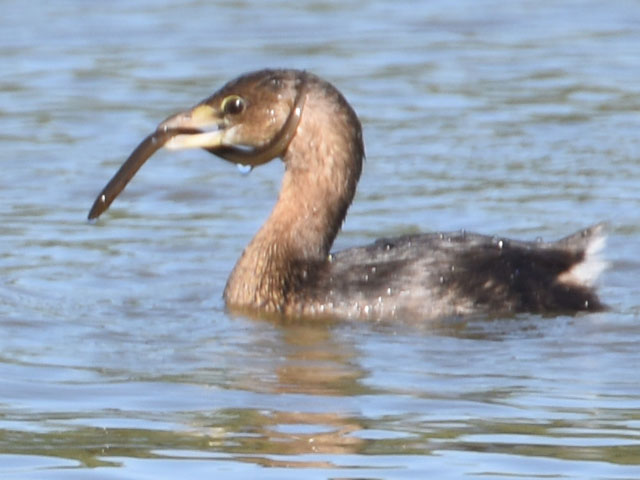 オビハシカイツブリ (Podilymbus podiceps)