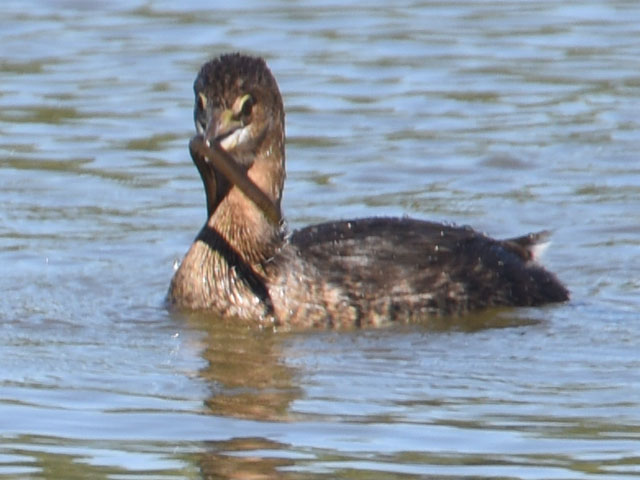 オビハシカイツブリ (Podilymbus podiceps)