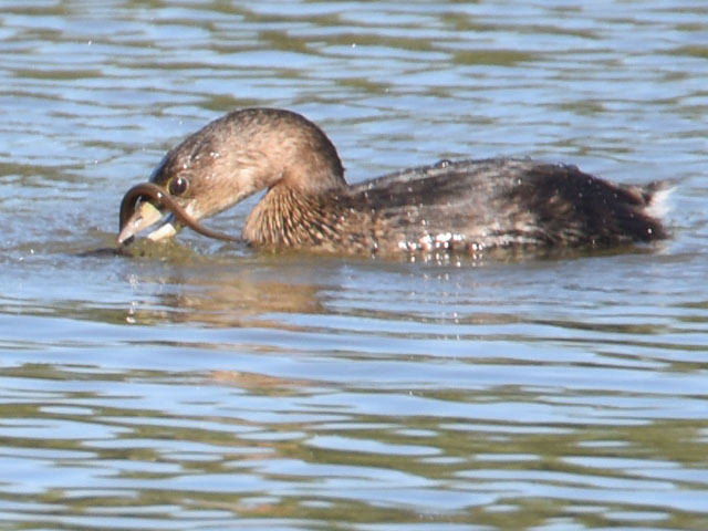 オビハシカイツブリ (Podilymbus podiceps)