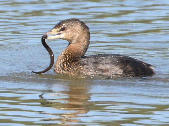 オビハシカイツブリ (Podilymbus podiceps)