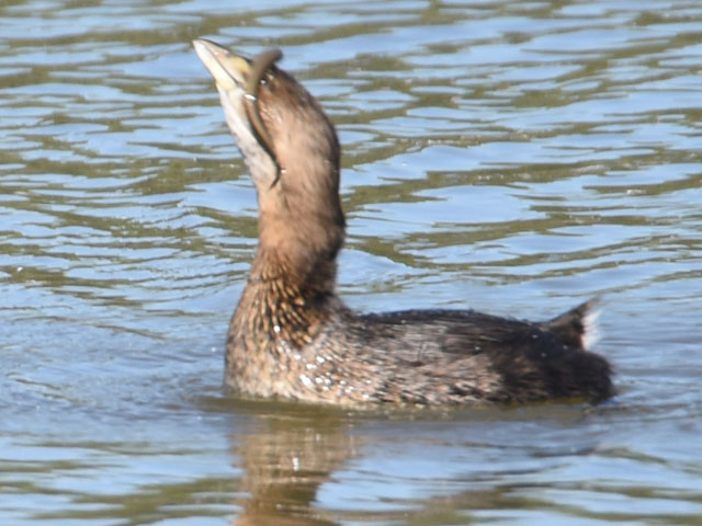 オビハシカイツブリ (Podilymbus podiceps)