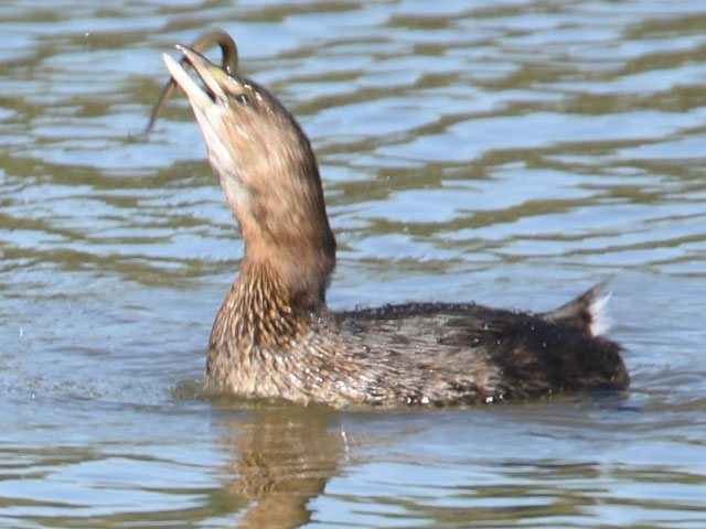 オビハシカイツブリ (Podilymbus podiceps)