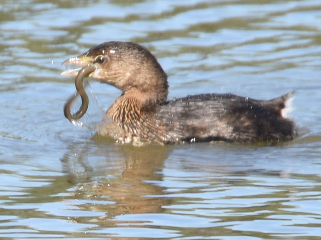 オビハシカイツブリ (Podilymbus podiceps)