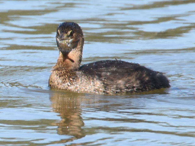 オビハシカイツブリ (Podilymbus podiceps)