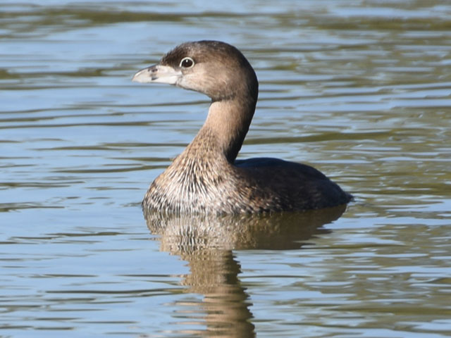 オビハシカイツブリ (Podilymbus podiceps)