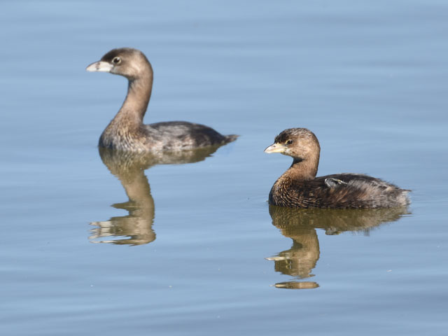 オビハシカイツブリ (Podilymbus podiceps)