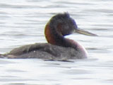 オオカイツブリ (Podiceps major)