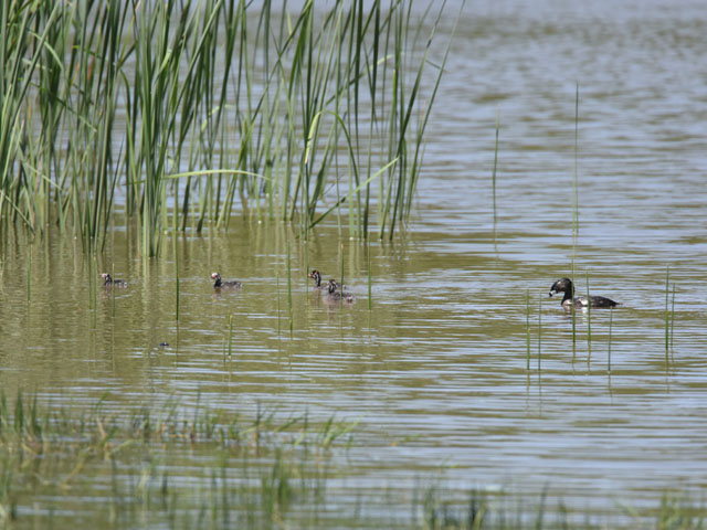 �I�r�n�V�J�C�c�u�� (Podilymbus podiceps)