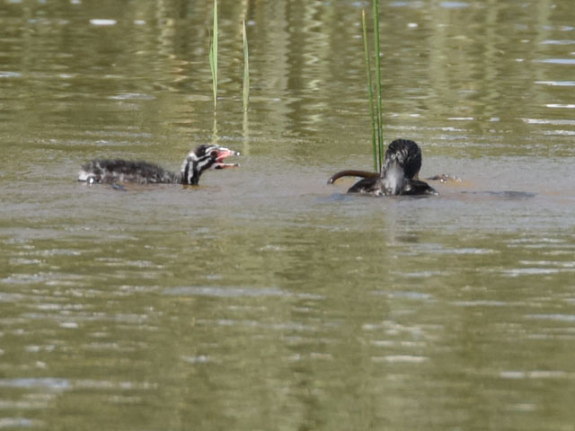 �I�r�n�V�J�C�c�u�� (Podilymbus podiceps)