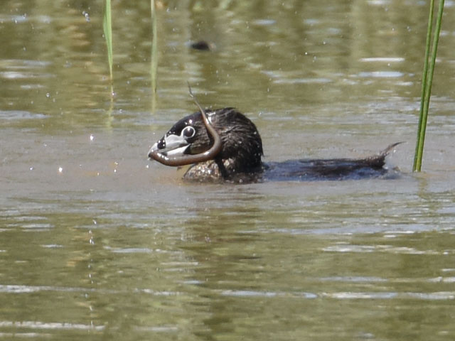 �I�r�n�V�J�C�c�u�� (Podilymbus podiceps)
