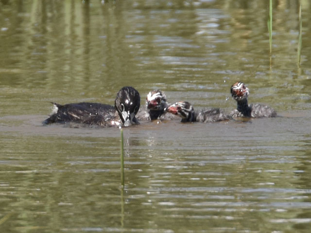 �I�r�n�V�J�C�c�u�� (Podilymbus podiceps)