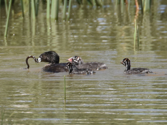 �I�r�n�V�J�C�c�u�� (Podilymbus podiceps)