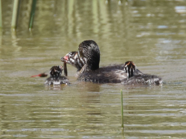 �I�r�n�V�J�C�c�u�� (Podilymbus podiceps)