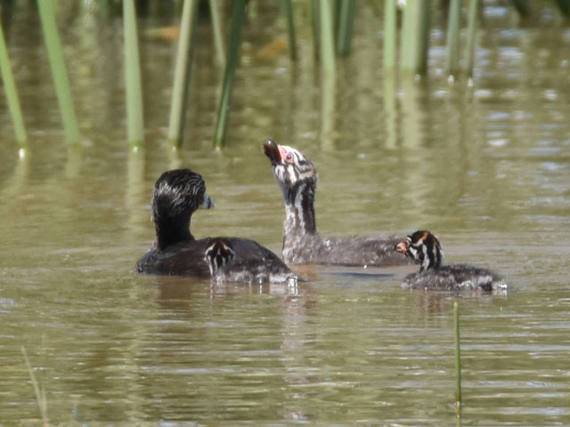 �I�r�n�V�J�C�c�u�� (Podilymbus podiceps)