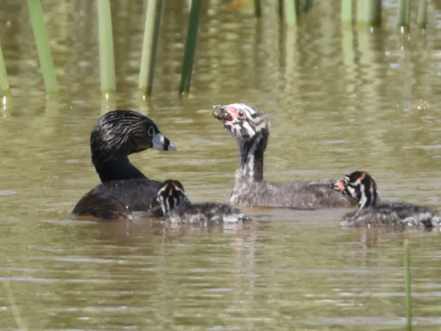 �I�r�n�V�J�C�c�u�� (Podilymbus podiceps)