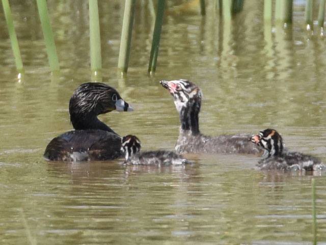 �I�r�n�V�J�C�c�u�� (Podilymbus podiceps)